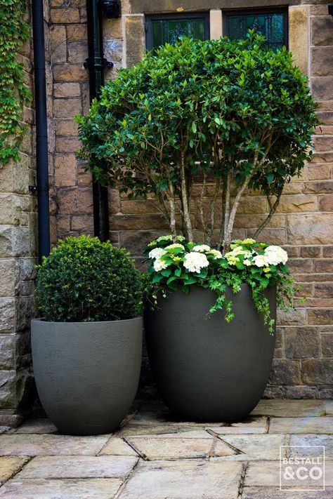 We decorated the front entrance to this grand stone cottage in the English countryside with grey fibreglass planters and a shaped hedge centrepiece in front of the large wooden front door. The driveway is paved with traditional York stone, and the shaped hedge is surrounded by lavender planting. Lastly we added a branch arrangement above the stone door frame. Front Door Pots Plants Entrance, Stone Door Frame, Door Planters, Stone Door, Front Door Plants, Front Door Planters, York Stone, Stone Paving, Front Gardens