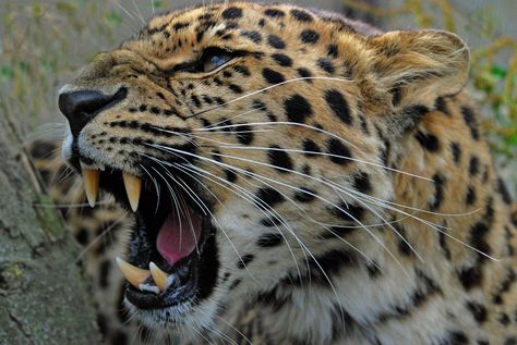 Roaring Amur Leopard | Flickr - Photo Sharing! Animal Inspiration, Amur Leopard, Leopard Art, Animal Print Wallpaper, Majestic Animals, Leopards, Animal Wallpaper, Animals Of The World, Animal Tattoos