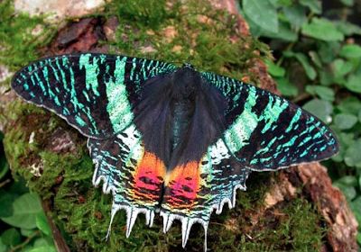 J.E. Rogers's Blog - Queen Alexandra's Birdwing ButterflyThe ... Mariposa Butterfly, Sunset Moth, Cool Insects, African Sunset, Moth Wings, Queen Alexandra, Moth Caterpillar, Pretty Cups, Butterfly Photos