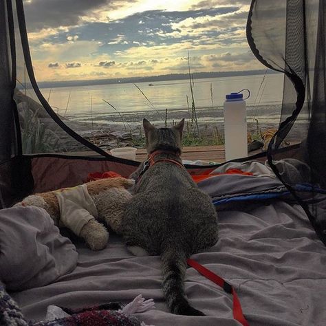 Cat Camping, Rv Cat, Kayaking With Dogs, Camping With Cats, Devon Rex Cats, Best Tents For Camping, Adventure Cat, Rex Cat, Devon Rex