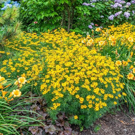 Keystone Plants, Tickseed Flower, Coreopsis Verticillata, Coreopsis Flower, Tickseed Coreopsis, Yard Path, Garden Board, Full Sun Perennials, Native Flowers