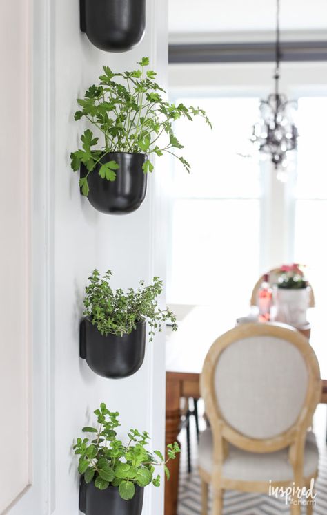 Modern Kitchen Herb Garden | Inspired by Charm // Black Ceramic Wall Planters from West Elm (4" size) Kitchen Window Herb Garden, Kitchen Herb Garden, Garden Wall Planter, Window Herb Garden, Herb Garden Wall, Herb Garden Pots, Hanging Herb Garden, Herb Wall, Herb Garden In Kitchen