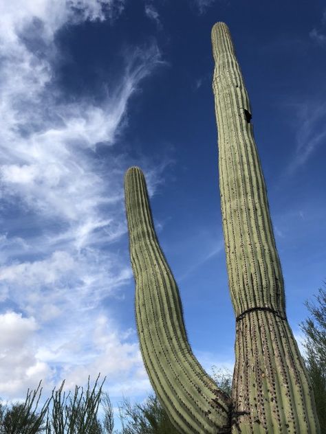 saguaro arizona sonora desert museum Sonora Desert, Museum Guide, Tucson, Cactus Plants, Arizona