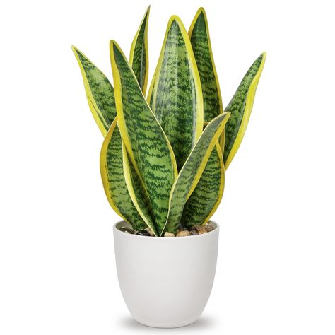 PRICES MAY VARY. 👍✨【PREMIUM QUALITY POTTED PLANTS】: Realistic artificial sansevieria plants are made of eco-friendly polyester material. Each fake Snake Plant with pot leaf is thick, upright, solid, has its own elegant arc, gives you a touch like a leathery. "Hollyone" brand assurance is worthy of your trust. 📐✨【PERFECT SIZE】: Faux snake plant height approx: 13.2", pots: 4.5"W x 4.1"H. ⭕❗Please read the measurement more attentively. It's a really good size for placing on a tabletop or on the f Indoor Plant Aesthetic, Aesthetic Modern Bathroom, Bathroom Plants No Sunlight, Lake Bedroom, Potted Sunflowers, Best Bathroom Plants, White Pots, Fake Potted Plants, Sansevieria Plant