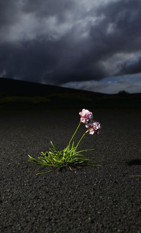 Flores Islandesas. Black Sand Desert, Lovely Landscapes, Iceland Island, Higher Art, Visuell Identitet, Flowers Black, Iceland Travel, Black Sand, Pics Art