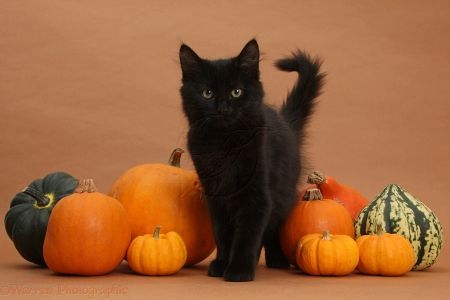 Cat Photoshoot, Animal Photoshoot, Fall Cats, Halloween Wallpaper Cute, Pumpkin Photos, Foster Kittens, Halloween Photoshoot, A Black Cat, Black Kitten