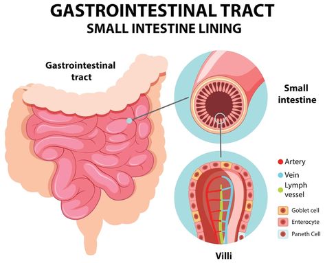 Free Vector | Diagram showing gastrointestinal tract Lymph Vessels, Gastrointestinal Tract, Graphic Resources, Vector Free, Quick Saves