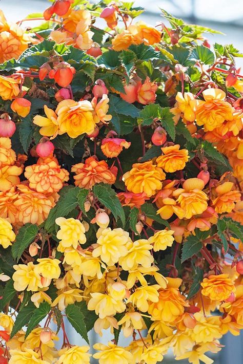 Trailing Begonias Hanging Baskets, Hanging Begonias Baskets, Best Hanging Plants Outdoor, Best Hanging Plants, Hanging Plants Outdoor, Instead Of Flowers, Porch Flowers, Most Popular Flowers, Minimalist Garden