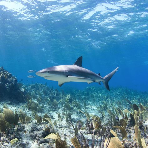 Fauna Marina, Reef Shark, Beautiful Sea Creatures, Aquatic Animals, The Bahamas, Marine Animals, Ocean Creatures, Ocean Animals, Sealife