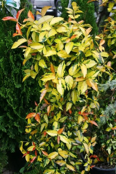 Asian Jasmine Summer Sunset main Asian Jasmine, Jasmine Plant, Summer Sunset, Plant Care, Trees To Plant, Soil, Trees, Water, Plants