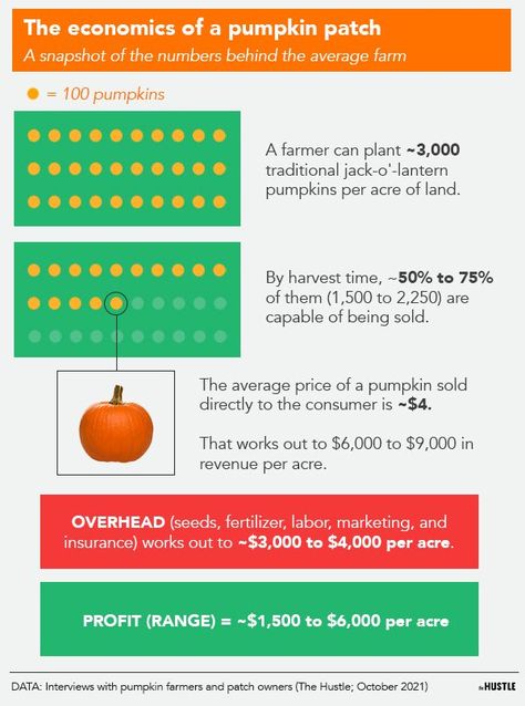 Pumpkin Patch Business, Planting Pumpkins, Pumpkin Seed Recipes, Biggest Pumpkin, Fall Pumpkin Decor, Learn Marketing, Pumpkin Contest, Farm Business, Pumpkin Patches