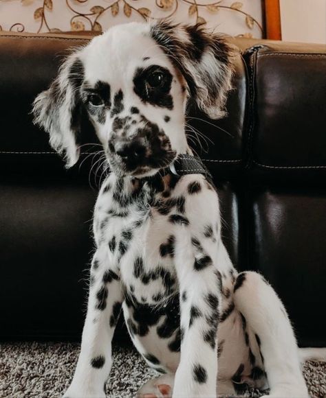 Fluffy Dalmatian Puppy, Long Haired Dalmatian Puppy, Dalmatian Retriever, Fluffy Dalmatian, Baby Dalmation, Long Haired Dalmatian, Dalmation Puppies, Dalmatian Puppies, Dalmatian Puppy