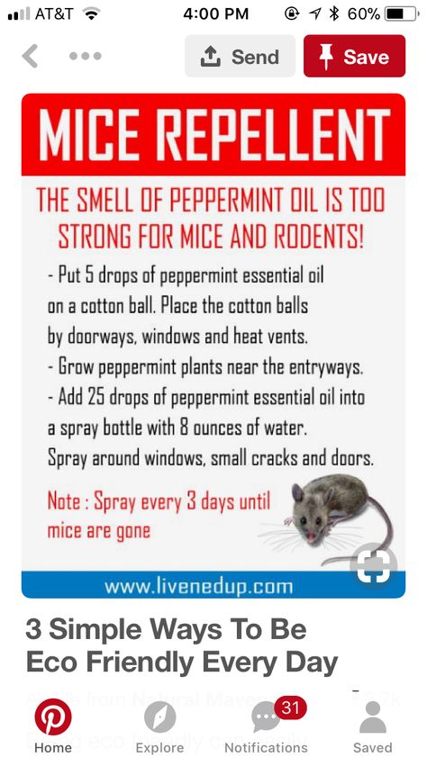 Spider Spray, Field Mice, Peppermint Plants, Rodent Repellent, Mice Repellent, Getting Rid Of Mice, Office Tips, Remove Rust, Diy Pest Control