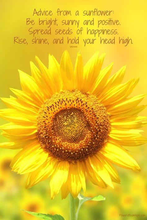 Advice From A Sunflower, Spread Happiness Quotes, Seed Quotes, September Quotes, Get Well Messages, Be A Sunflower, Sunflower Iphone Wallpaper, May Quotes, Sunflower Quotes