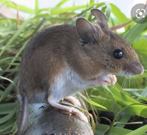 Jumping Mouse, Mouse Running, Field Mouse Aesthetic, Harvest Mouse In Flower, Mouse Riding Bird, Field Mice In Flowers, Harvest Mouse, Field Mouse, Mouse Photos