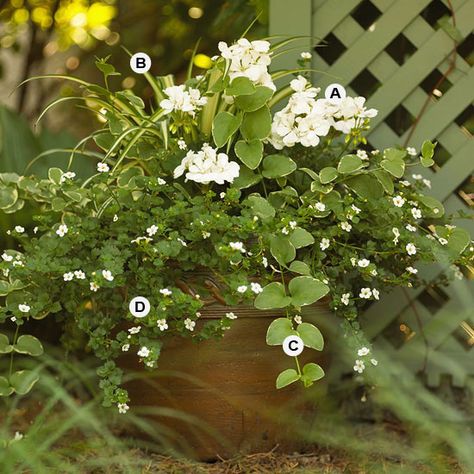 Dress up your container gardens with these delightful plant combos that include easy-to-grow geraniums. White Geraniums, Summer Containers, Growing Geraniums, Licorice Plant, Container Planting, Scented Geranium, Geranium Flower, Asparagus Fern, Planting Ideas