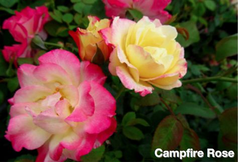 Bill Reid, Oscar Peterson, 2022 Bedroom, Front Landscape, Pond Garden, Emily Carr, Front Gardens, Front Landscaping, Shrub Roses