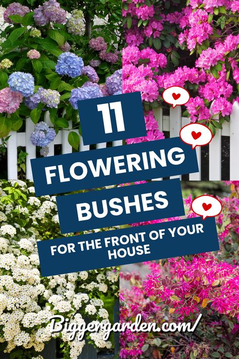 Embark on a journey of floral enchantment as we unveil the top 11 flowering bushes to grace the front of your house. Ignite your gardening passion and witness the magic these blooms bring to your outdoor space. Intrigued? Click to delve into the full article and follow us for a garden brimming with ideas! Flowers For Side Of House, Front Door Bushes Entrance, Flowers In Front Of House Ideas, Azalea Bushes Front Yards, Front Yard Rose Bushes Landscaping Ideas, Under Front Window Landscaping Ideas, Front Of House Garden Bed, Flowering Bushes For Front Of House, Flower Bushes Front Yards