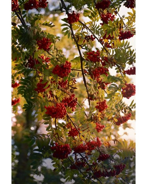 Autumn’s vibrant hues.🍒 𝐑𝐨𝐰𝐚𝐧 𝐛𝐞𝐫𝐫𝐢𝐞𝐬 are small, bright red berries that grow in clusters on rowan trees, typically found in cooler regions of the Northern Hemisphere. These tangy and slightly bitter berries are often used in jams, jellies, and liqueurs, and are a favorite food for birds and small mammals.They usually ripen in late summer or early autumn. . . . . . . . . #rowanberries #autumnvibes #fallcolors #naturephotography #instapic#berrypicking #jammaking #autumnfood #trees #forest #... Rowan Berries, Small Mammals, Rowan Tree, Trees Forest, How To Make Jam, Early Autumn, Early Fall, Favorite Food, Red Berries