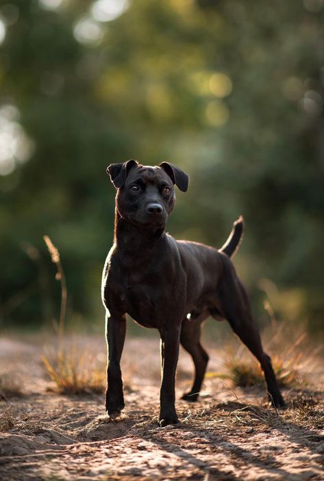 @patterdalearlo MY PIC DO NOT REPOST Professional Dog Photography, Hell Hounds, Animals Reference, Types Of Dogs Breeds, Dogs Photography, Fit Dogs, Patterdale Terrier, Dog Poses, Pretty Dogs