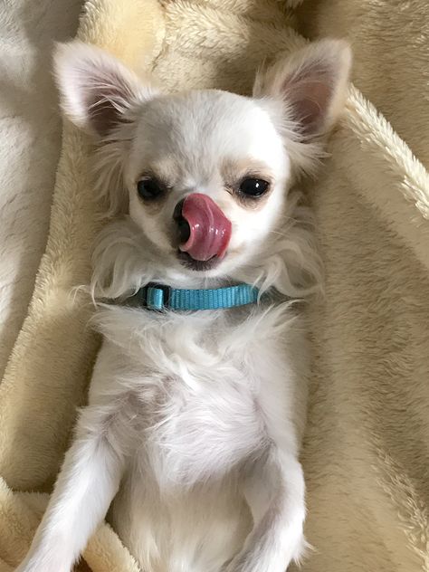 White Fluffy Chihuahua, Fluffy Chihuahua, Chihuahua Funny, Chihuahua Lover, Cute Chihuahua, Chihuahua Love, Teacup Puppies, Chihuahua Puppies, Chihuahua Dogs