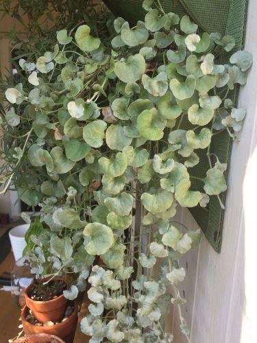 … Silver Falls Plant, Silver Falls Dichondra, Silver Dollar Plant, Dollar Plant, Vase Plant, Grow Gorgeous, Plant Care Houseplant, Silver Falls, Meteor Garden 2018