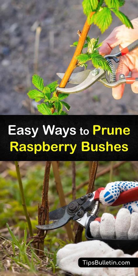 Prune Raspberry Bushes, Rasberry Bushes, Raspberry Growing, Pruning Raspberries, Raspberry Bushes, Gooseberry Bush, Raspberry Canes, Seed Starting Soil, Black Raspberries