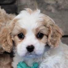 Cavapoo Puppies For Sale, Cavapoo Puppies, Dancing Baby, Toy Puppies, Cute Dogs And Puppies, Charles Spaniel, Cute Cats And Dogs, Paw Prints, New Puppy