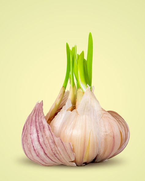 Garlic sprouted on light background. Close-up Garlic Sprouts, Fridge Smells, How To Store Garlic, Creamy Pasta Sauce, Raw Garlic, Garlic Head, Garlic Bulb, Still Life Fruit, How To Cook Fish