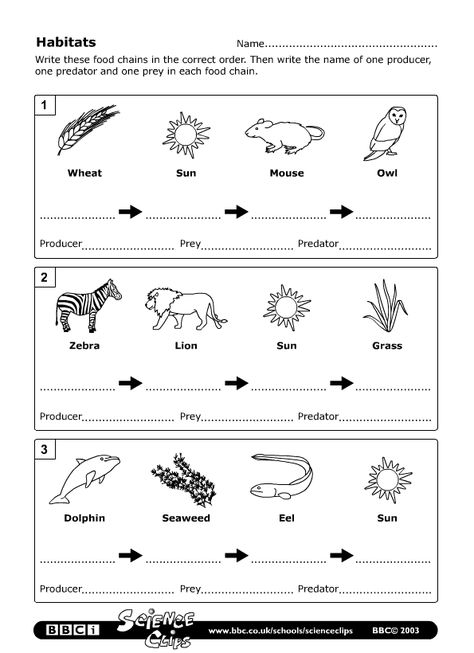 worksheet4b.gif (595×820) Simple Food Chain, Science Food Chains, Food Chain Activities, Food Chain Worksheet, Food Web Worksheet, Food Web Activities, Biology Worksheet, Food Chains, Animal Worksheets