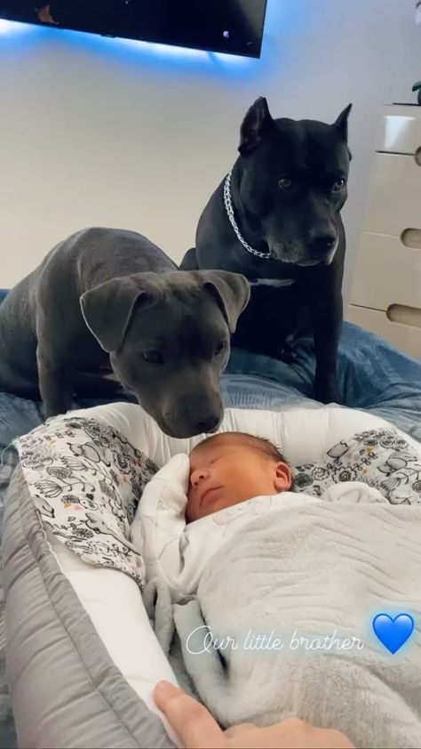 pitbull.time_ on Instagram: Babysitters 💙 𝗧𝗮𝗴 𝗮 𝗳𝗿𝗶𝗲𝗻𝗱 𝘄𝗵𝗼 𝗹𝗼𝘃𝗲𝘀 𝗽𝗶𝘁𝗯𝘂𝗹𝗹𝘀 🐶 𝐉𝐨𝐢𝐧 𝐎𝐮𝐫 𝐂𝐨𝐦𝐦𝐮𝐧𝐢𝐭𝐲 𝐨𝐟 𝐏𝐢𝐭𝐛𝐮𝐥𝐥 𝐋𝐨𝐯𝐞𝐫𝐬 @pitbull.time_ ❤ Credit: @bluestaffymontana All… Pitbull Lover, Pitbull Puppies, Pitbull Mix, American Bully, Yummy Yummy, Animals Of The World, Pitbull Terrier, Tag A Friend, Pitbull