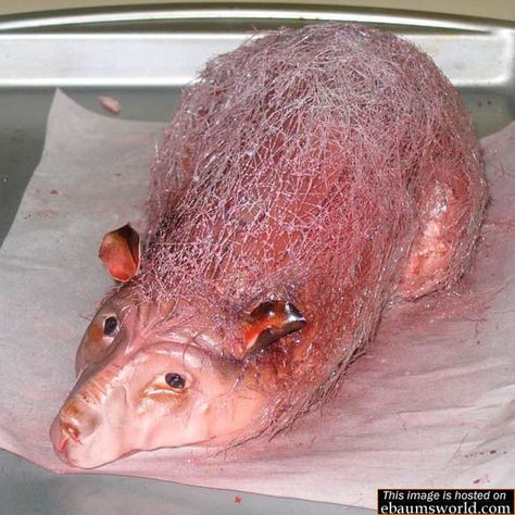 Rat Cake - GROSS!! Wow!!! Cakes Animals, Gross Cakes, Brown Rat, Severus Snape, Birthday Cakes, Rats, Do It, Right Now, Cake