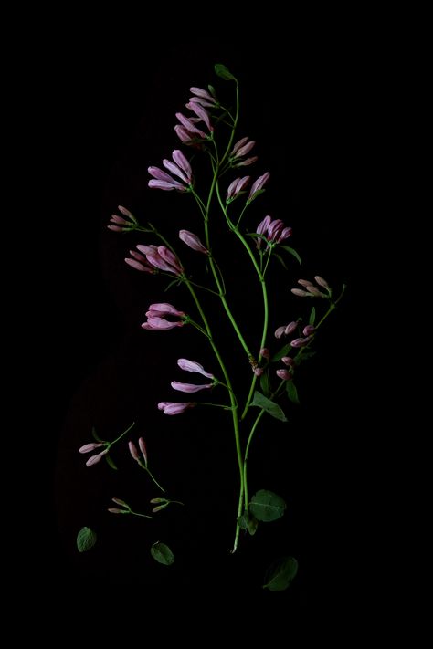 nature. edited. | STILL Mary Jo Hoffman, Shape Collage, Honeysuckle Flower, Scenic Wallpaper, Dark Flowers, Wallpaper Nature Flowers, Black Backdrops, Instagram Ideas Photography, Red Tulips