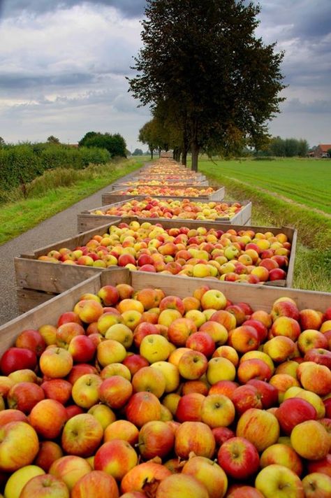 Apple Harvest - Man has interfered with the DNA in fruits and vegetables, and broken some of God's laws in the process. Thus we have lost all kinds of species of fruit. However God has the power to restore the taste and texture of the fruit, something I long for. Harvest Pictures, Apple Farm, Dough Bowls, Wild Apple, Country Antiques, Fall Apples, Apple Pear, Apple Harvest, Apple Orchard