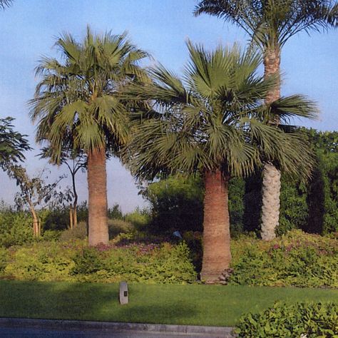 Washingtonia Palm, Palm Tree, Garden Landscaping, Palm Trees, Trees, Plants, Quick Saves