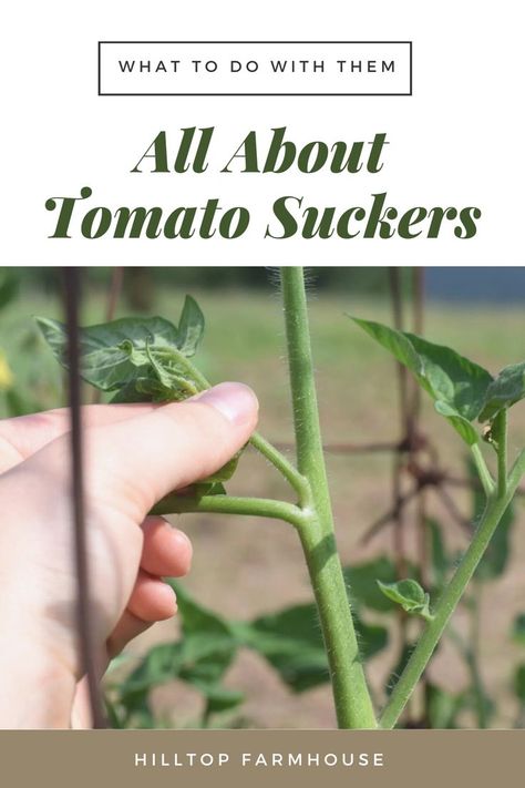 How To Trim Tomato Plants, How To Prune Tomato Plants, Trimming Tomato Plants, How To Prune Tomatoes, Prune Tomato Plants, Pruning Tomatoes, Tomato Suckers, Urban Permaculture, Pruning Tomato Plants