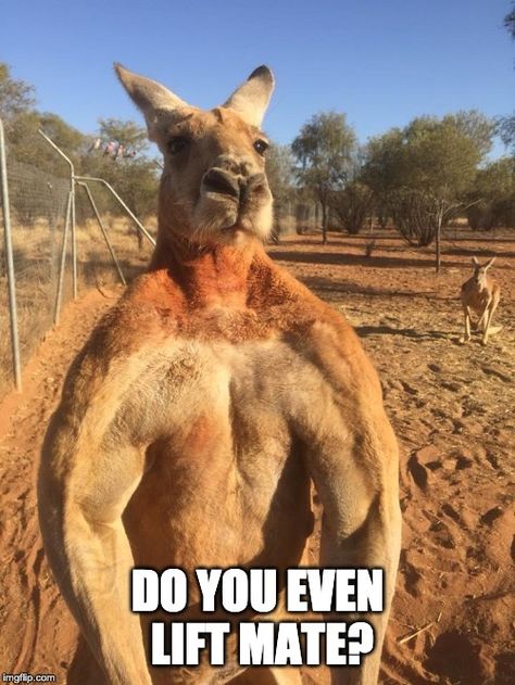 Australian Humor, Buff Kangaroo, Aussie Meme, Australia Meme, Kangaroo Funny, Kangaroo Jack, Aussie Memes, Australian Memes, Aussie Style