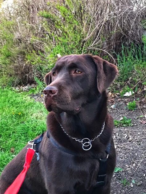 Young Female Labrador Chocolate <3 Female Labrador, Chocolate Labrador Retriever, Chocolate Labrador, Labrador Retriever, Labrador, Cute Animals, Dogs, Animals