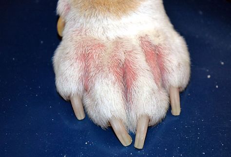 The hands-down most common reason for dogs licking paws or chewing their paws is skin disease. Anything that causes the skin to become itchy and inflamed will generally do the trick and the paws are an easy target for your dog to lick.  	share this page:  				Facebook  				Twitter  				Google  				Pinterest  Furthermore the nooks and crannies of the paw and between the pads often provide an excellent area for bacterial and yeast overgrowth that can occur secondary to skin disease. The most common type of skin disease in dogs is allergic skin disease. Allergens which can be environmental (eg. Plants pollens dust mites etc) or food allergens can lead to generalised inflammation of the skin.  When the skin becomes inflamed red and itchy it is more prone to becoming secondarily infected and this makes it more itchy! Something you can try for itchy paws is a good antibacterial/antifungal shampoo such as malaseb. Often however medications are required to treat the infection and the underlying itch. Beware  skin allergies are often quite a long-term problem and a long-term medication such as Atopica may be required.  Another fairly common reason especially if your dog is only licking one paw is something stuck between the toes. This can usually be seen by identifying a draining sinus. Grass seeds are common culprits due to their pointed shape. It is possible but less likely that more than one paw is affected.  A lick granuloma is a lesion that results from constant licking of one area. It is often a raised red or hyperpigmented (dark)  hairless area of the skin that results from the trauma of constant licking. Often it is a self-perpetuating cycle as the damage to the skin from licking causes the skin to be itchy which leads to further licking.  It can start from your dog licking at an area of the paw with a splinter or an area that is inflamed from skin disease then the licking becomes habitual. In these cases your dog can continue to do it even once the inciting cause is removed. Anxiety is another cause of a lick granuloma but it should be stressed that this is fairly rare.  Non-visible pain (e.g.pain from arthritis)is also a fairly uncommon cause of paw licking. Usually you will notice other signs such as stiffness after rest trouble going up and down stairs or getting in/out of car or reluctance to exercise.  When to worry:  Try to examine your pets skin between the toes both on the top of the paw and underneath between the pads. If it is sore red or itchy and a medicated shampoo isnt helping then it is a good idea to have a vet check.  If you see a draining sinus which often appears like a reddened blister with a hole in the tip then it may indicate a foreign body such as a splinter or grass seed and this may need to be removed at the vet.  If your pet is limping  If there are other accompanying new or unusual symptoms such as pain stiffness anorexia etc  If the paws are sore to the touch  The post Why Does My Dog Lick His Paws? appeared first on Love That Pet. Dog Skin Problem, Coconut Oil For Dogs, Dog Remedies, Oils For Dogs, Nail Bed, Dog Skin, Dog Nails, Dog Blog, Dog Obedience