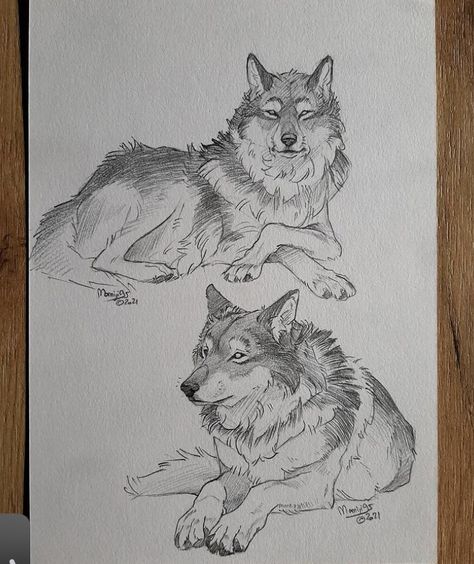 Wolf Sketch, Canine Drawing, Animal Illustration Art, Animal Drawings Sketches, Wolf Drawing, Canine Art, Animal Sketches, Arte Animal, Book Art Drawings