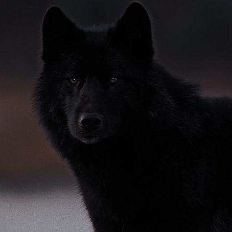 Wolf Pet Aesthetic, Black Wolf Aesthetic, Werewolf Fanart, Wolf Pfp, Indigo Eyes, Werewolf Aesthetic, Wolf Photos, Dragon Warrior, Wolf Pictures