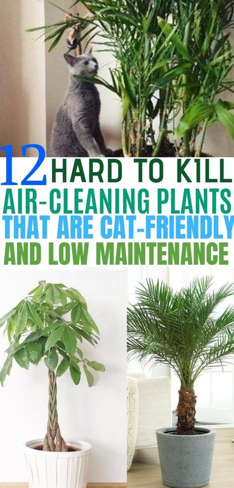 12 Indoor Plants that Clean the Air and are Safe for Cats - Balancing Bucks Safe House Plants, Cat Friendly Plants, Cat Safe Plants, Air Cleaning Plants, Plants Pet Friendly, Household Plants, Plant Care Houseplant, Areca Palm, Inside Plants