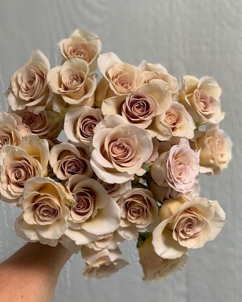 Urban Elements | Ronna Newsom on Instagram: "It’s quite possible I’ve found the perfect rose for your taupe wedding. May I introduce you to “Metallina”! . . . . ##peterkortroses #taupewedding #beigewedding #nudewedding #fleshroses #petiteroses #portlandweddingflorist #modernwedding" Neutral Flower Wedding, Neutral Colored Flowers, Beige Flower Arrangements, Toffee Roses Wedding, Brown Wedding Flowers, Micro Ceremony, Taupe Roses, Bronze Flowers, Elopement Venues