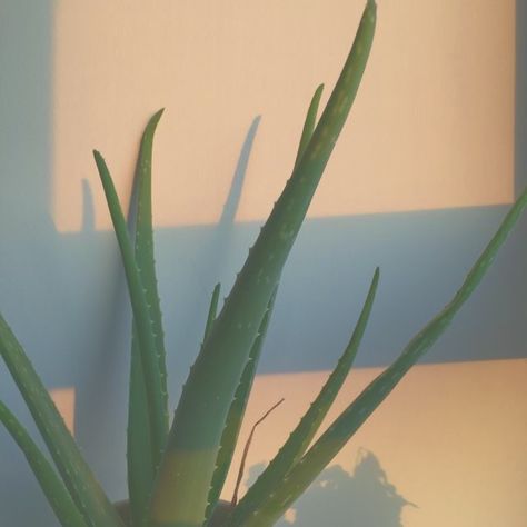 Plant Playlist Covers, Alovera Aesthetic, Aloe Plant Aesthetic, Aloe Vera Plant Aesthetic, Aloe Vera Aesthetic, Aloe Aesthetic, Vera Aesthetic, Vera Core, Facing The Sun