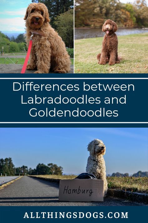 Golden Doodle Vs Labradoodle, Large Labradoodle, Labradoodle Puppy Cut, Labordoodle Puppy, Best Family Dog, Labradoodle Vs Goldendoodle, Poodle Breeds, Labradoodle Grooming, Golden Labradoodle