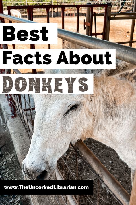 Best Facts About Donkeys Pinterest Pin with with gray and white donkey at farm fence Facts About Donkeys, Donkey Toys Diy, Balaams Donkey Lesson, Donkey Quotes, Funny Donkey Pictures, Donkey Crafts, Donkey Breeds, Donkey Training, Donkey Care