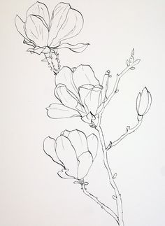 Flower Pens, Flower Sketches, 수채화 그림, Trendy Flowers, Plant Drawing, Watercolor Wash, Ink Drawings, Ink Sketch, Magnolia Flower