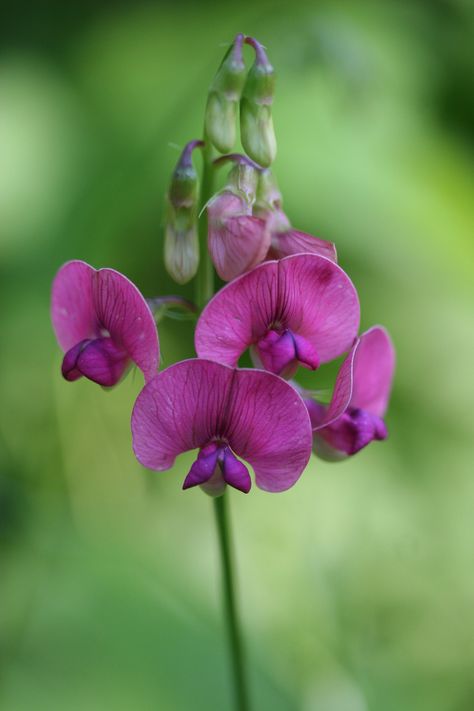 Wild Sweet Pea, Field Peas, Sweet Pea Flowers, Clay Sculptures, Pea Flower, Sweet Peas, Sculpture Clay, Sweet Pea, Peas