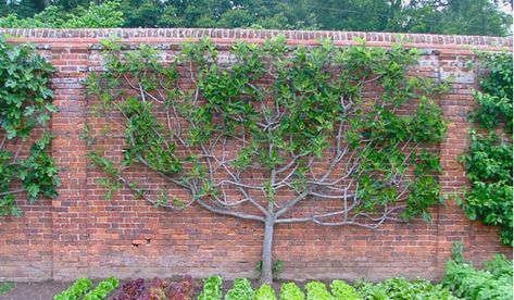 How To Prune a Fig Tree or Bush Fig Fruit Tree, Growing Fig Trees, Fig Tree Plant, Espalier Fruit Trees, Mediterranean Garden Design, Pruning Fruit Trees, Narrow Garden, Fruit Bushes, Tree Pruning