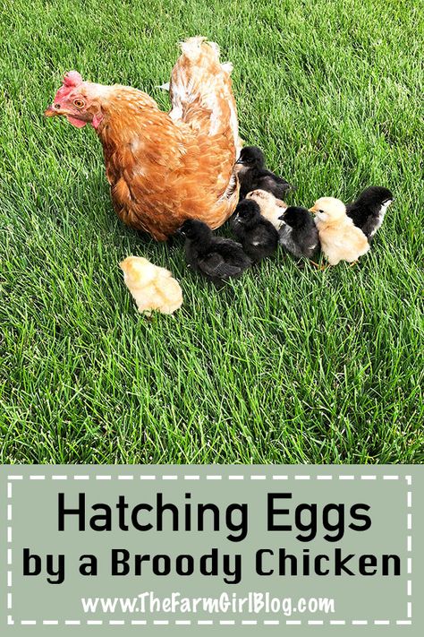 Hatching Eggs by a Broody Chicken is the easiest and the most natural way to go. You have a flock of chickens, but how do you find out if you have a broody one? #babychicks #backyardfarming #broodyhen #chickens #HatchingEggsbyaBroodyChicken #hatchingeggsnaturally #homeraisedchickens #lovefarming | www.thefarmgirlblog.com Broody Chicken, Homesteading Inspiration, Broody Hen, Egg Hatching, Hatching Chickens, Chicken Incubator, Raising Chicks, Hatching Chicks, Urban Chickens